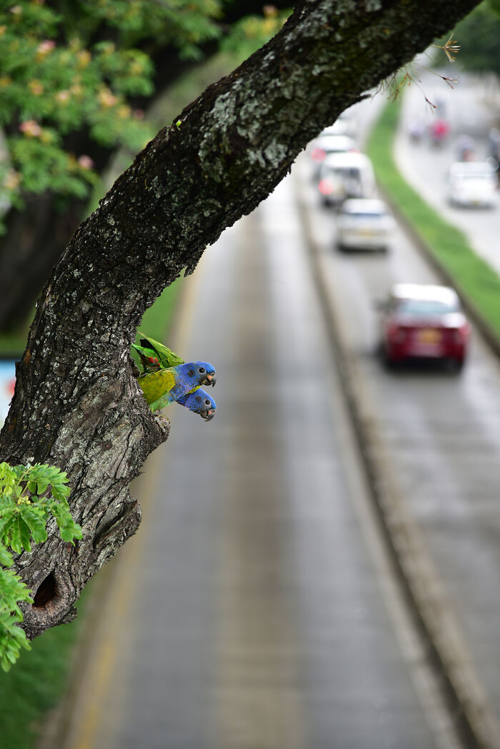 Colombian Landscapes 2025: Blue-headed Parrots Partying on 5th Street