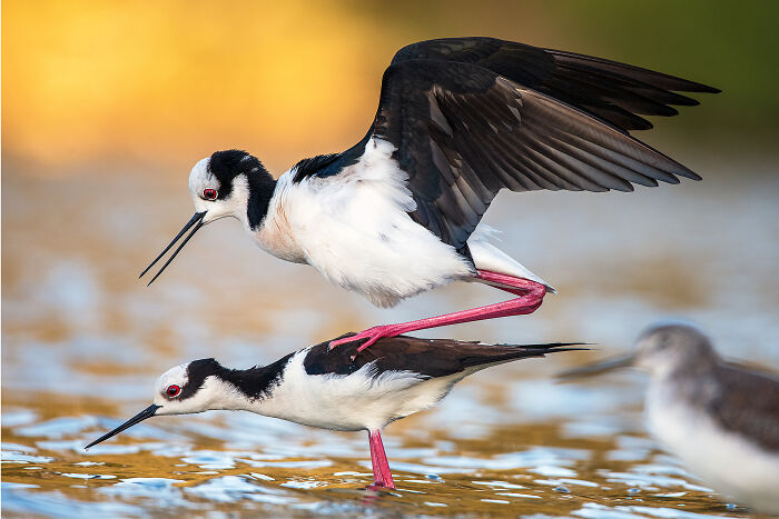 Chilean Shorebirds Honorable Mention 2025: Black-necked Stilt