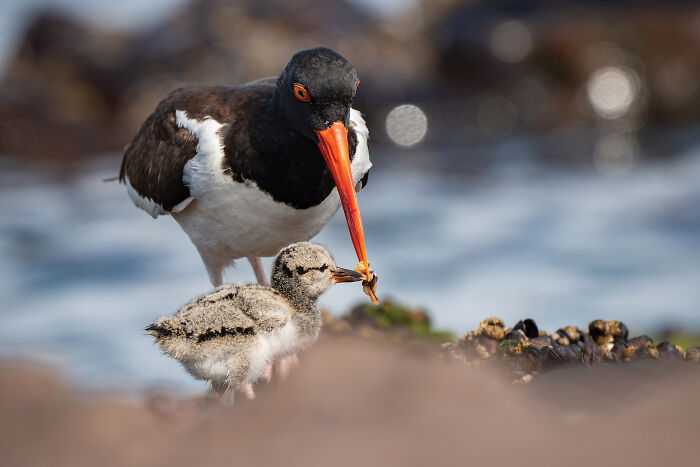 Chilean Coast Winner 2025: Francisco Castro’s American Oystercatchers