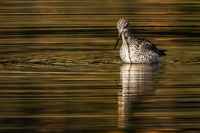 Birds Without Borders HM 2025: Leonardo Guzman’s Greater Yellowlegs