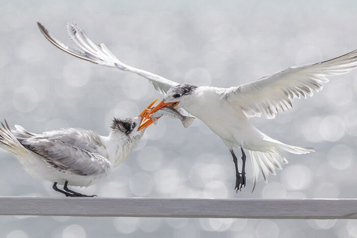 Borderless Champs 2025: Jacobo Giraldo’s Royal Tern