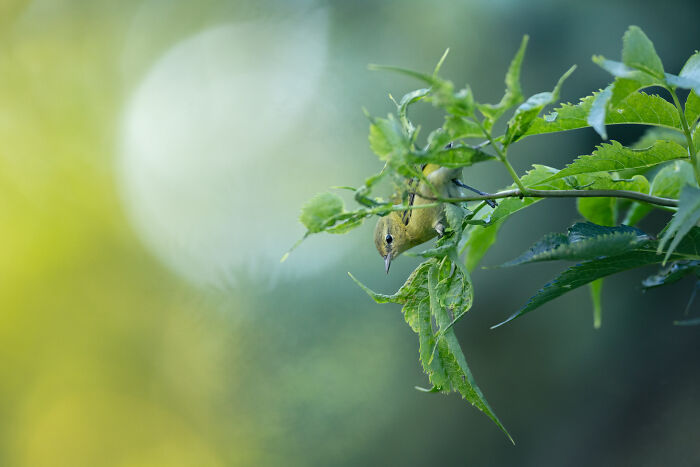 Bird Without Borders 2026: Nick Parayko’s Backyard Tennessee Warbler