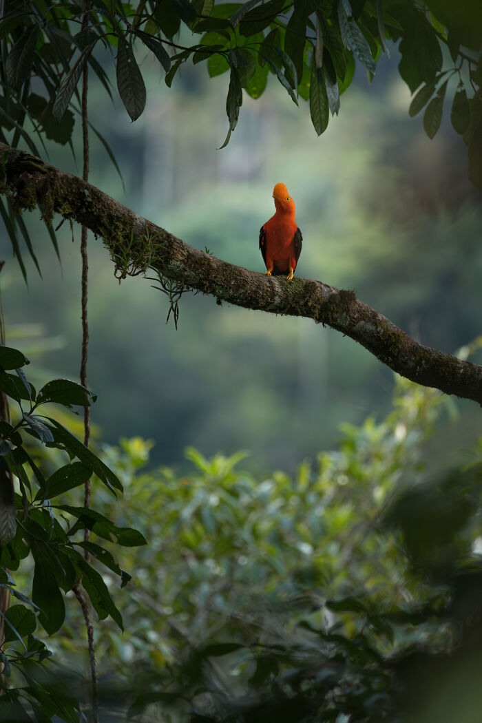 Colombian Landscapes Honorable Mention 2026: Cristian Camilo’s Andean Cock-of-the-rock