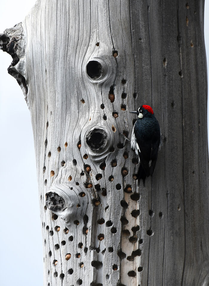 Female Bird Honorable Mention 2025: Taryn Ware’s Acorn Woodpecker