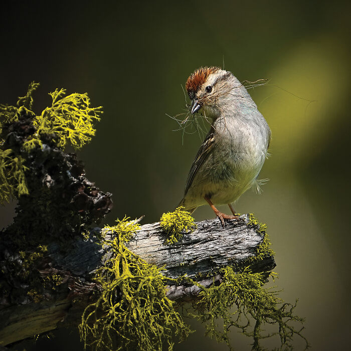 Female Bird Win 2025: Sean Pursley’s Chipping Sparrow