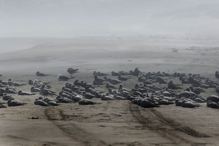 Conservation Honorable Mention 2025: Miguel Hechenleitner’s Gulls