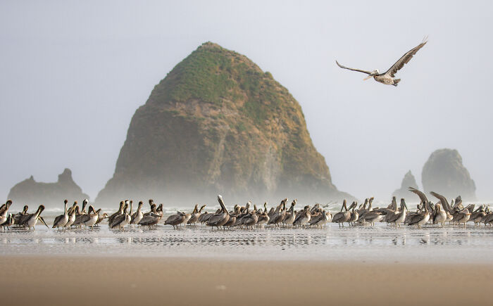 Birds Without Borders HM 2026: Erich Podbielski’s Brown Pelican