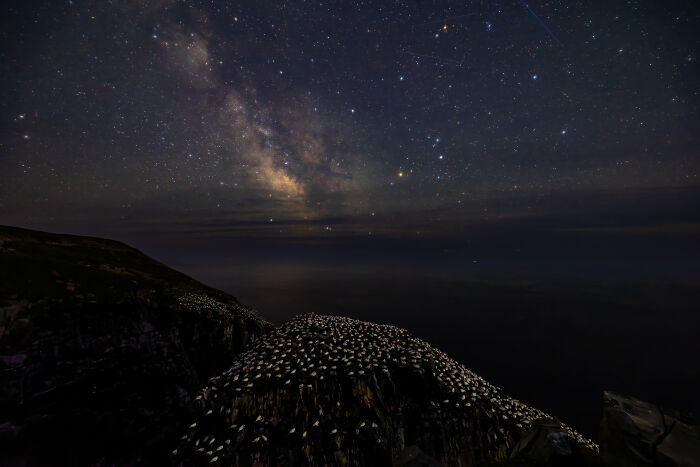 Birds In Landscapes Winner 2025: Joe Subolefsky’s Northern Gannets