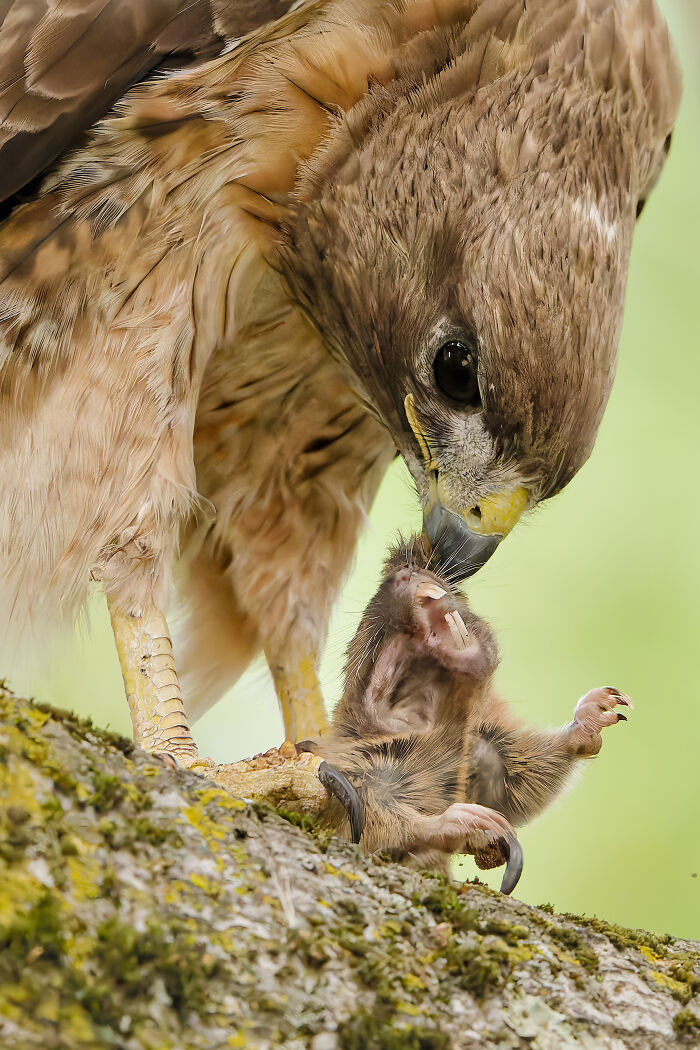 Youth HM 2026: Parham Pourahmad’s Red-tailed Hawk