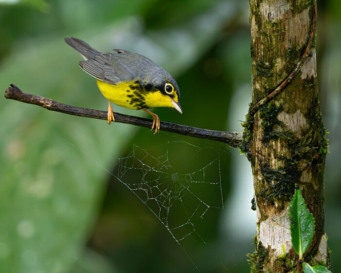 Youth Winner 2026: Juan David Camacho’s Canada Warbler