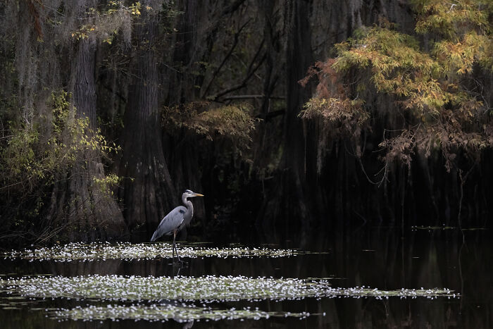 Birds In Landscapes HM 2026: Jay Vanos’ Great Blue Heron