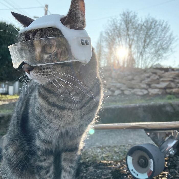 Meet The Cat Who’s Basically A Tiny Adventure Buddy On Wheels (33 Pics)