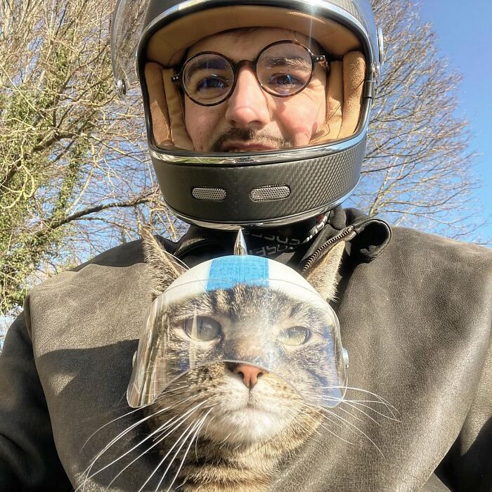 Meet The Cat Who’s Basically A Tiny Adventure Buddy On Wheels (33 Pics)