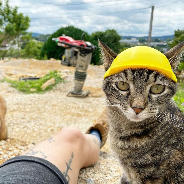 Meet The Cat Who’s Basically A Tiny Adventure Buddy On Wheels (33 Pics)