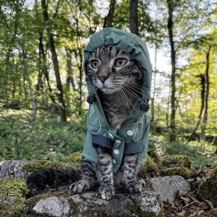 Meet The Cat Who’s Basically A Tiny Adventure Buddy On Wheels (33 Pics)