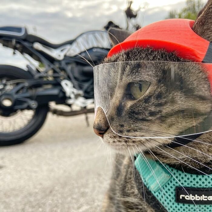 Meet The Cat Who’s Basically A Tiny Adventure Buddy On Wheels (33 Pics)