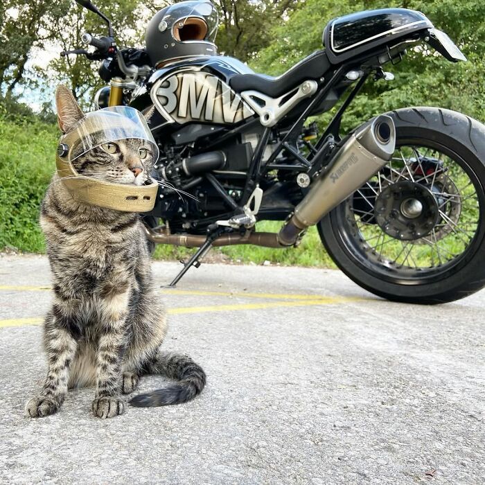 Meet The Cat Who’s Basically A Tiny Adventure Buddy On Wheels (33 Pics)