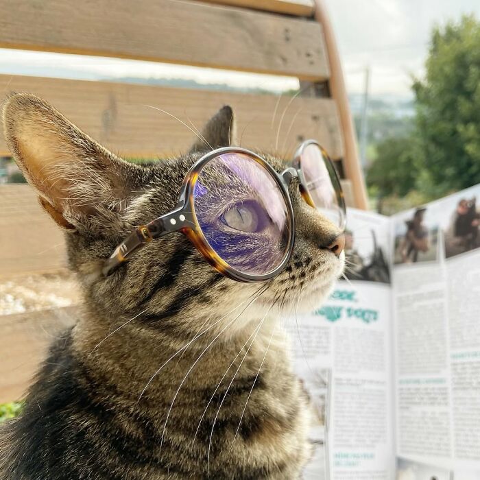 Meet The Cat Who’s Basically A Tiny Adventure Buddy On Wheels (33 Pics)