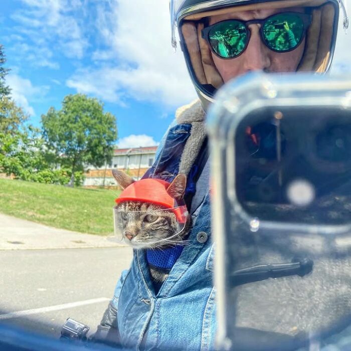 Meet The Cat Who’s Basically A Tiny Adventure Buddy On Wheels (33 Pics)
