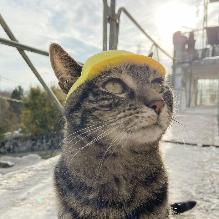 Meet The Cat Who’s Basically A Tiny Adventure Buddy On Wheels (33 Pics)