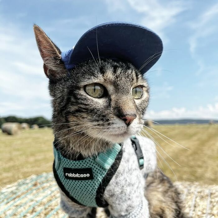 Meet The Cat Who’s Basically A Tiny Adventure Buddy On Wheels (33 Pics)