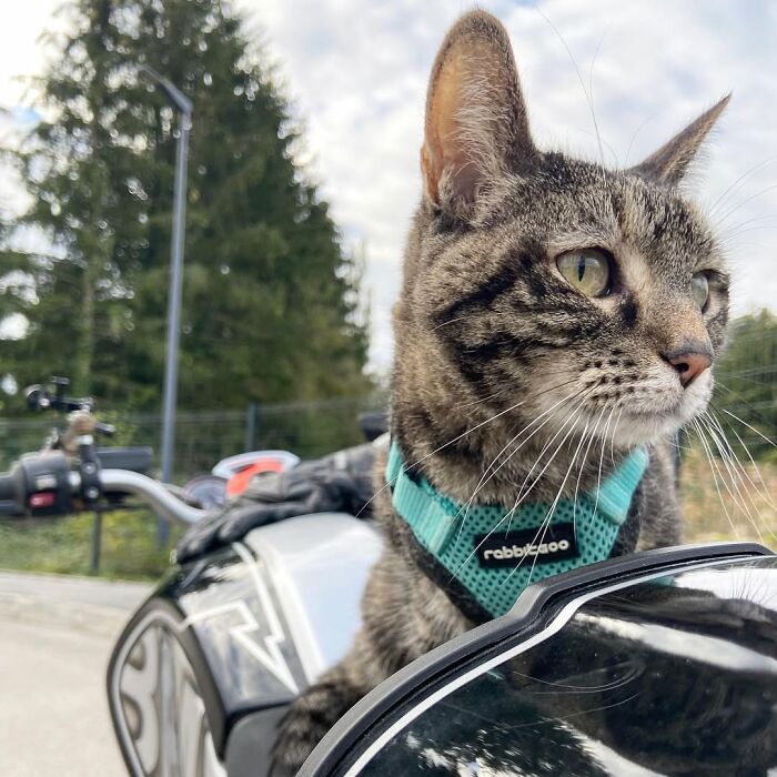 Meet The Cat Who’s Basically A Tiny Adventure Buddy On Wheels (33 Pics)
