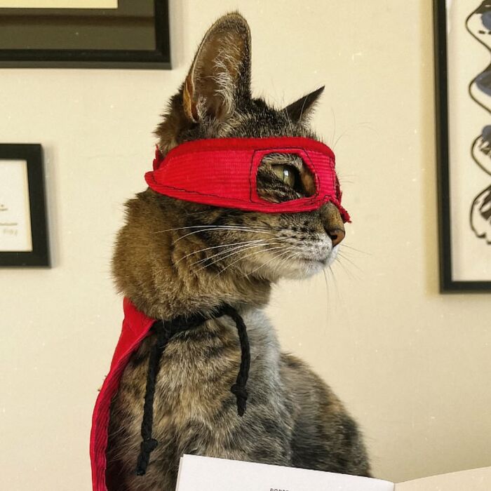 Meet The Cat Who’s Basically A Tiny Adventure Buddy On Wheels (33 Pics)