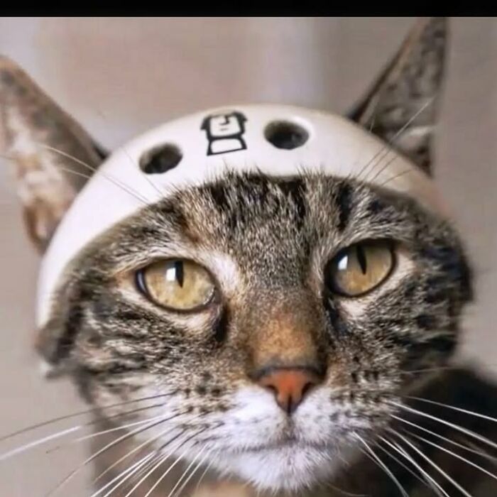Meet The Cat Who’s Basically A Tiny Adventure Buddy On Wheels (33 Pics)