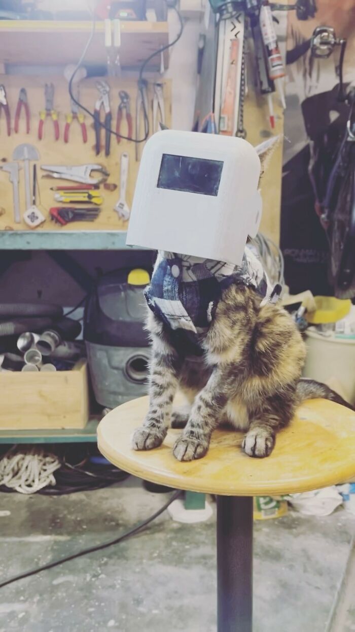 Meet The Cat Who’s Basically A Tiny Adventure Buddy On Wheels (33 Pics)