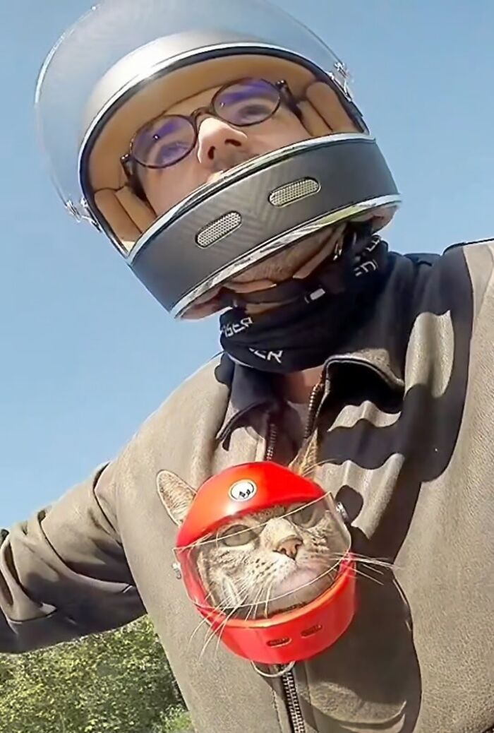 Meet The Cat Who’s Basically A Tiny Adventure Buddy On Wheels (33 Pics)