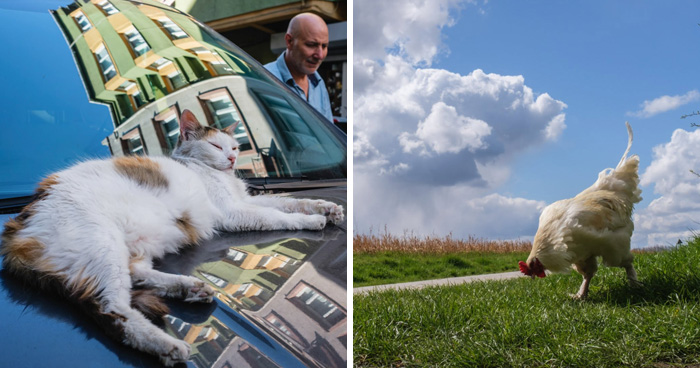 Wait, Animals Totally Crashed These Street Photos!