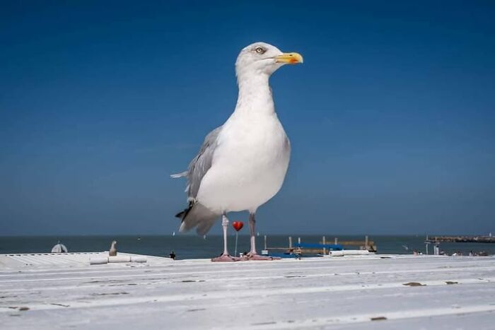 Wait, Animals Totally Crashed These Street Photos!