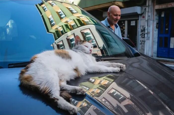 Wait, Animals Totally Crashed These Street Photos!