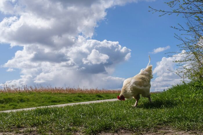 Wait, Animals Totally Crashed These Street Photos!