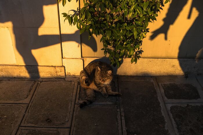 Wait, Animals Totally Crashed These Street Photos!