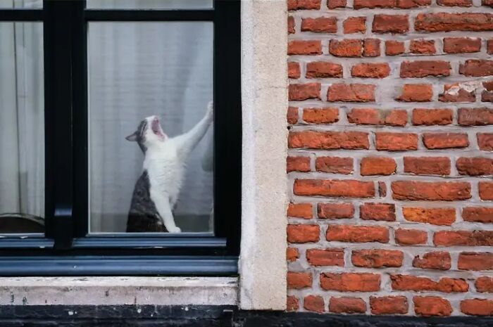 Wait, Animals Totally Crashed These Street Photos!