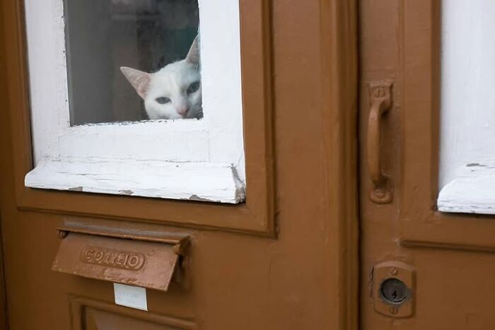 Wait, Animals Totally Crashed These Street Photos!