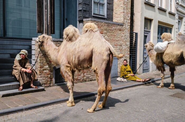 Wait, Animals Totally Crashed These Street Photos!