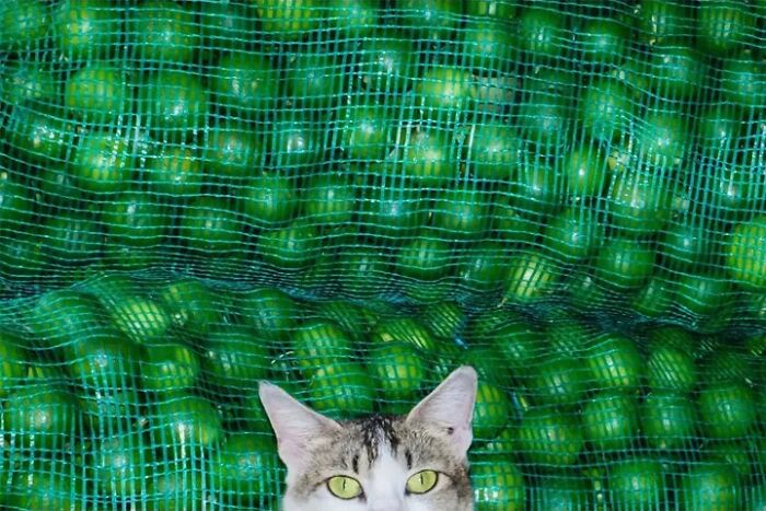 Wait, Animals Totally Crashed These Street Photos!