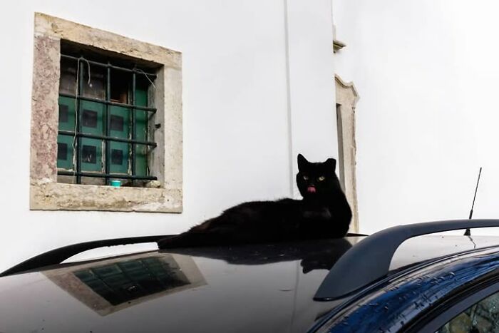 Wait, Animals Totally Crashed These Street Photos!
