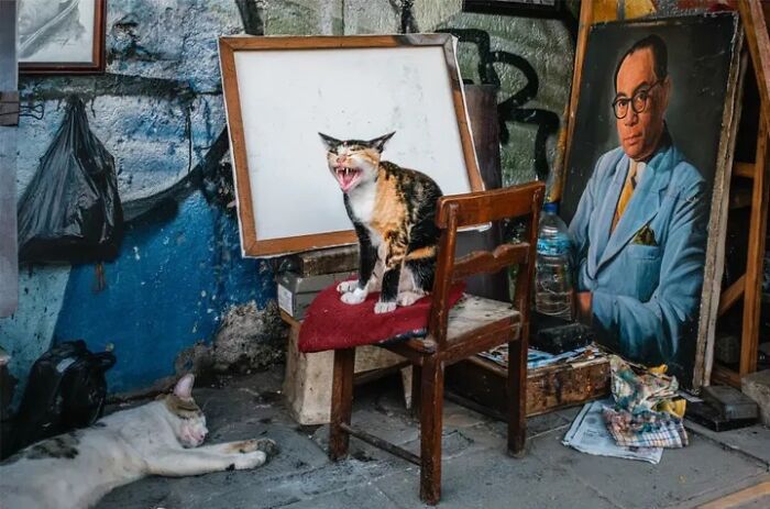Wait, Animals Totally Crashed These Street Photos!