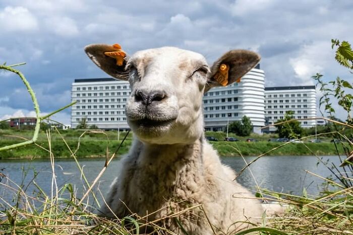 Wait, Animals Totally Crashed These Street Photos!
