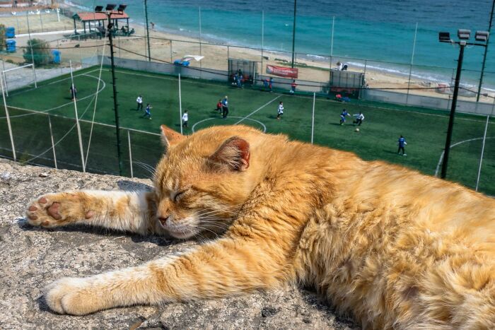 Wait, Animals Totally Crashed These Street Photos!