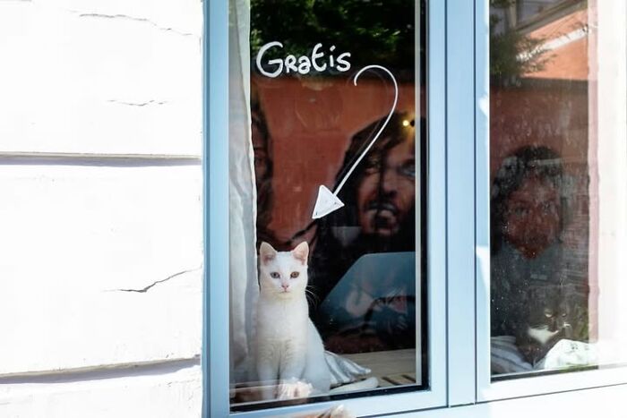 Wait, Animals Totally Crashed These Street Photos!