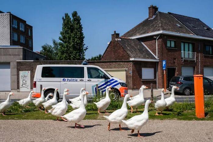 Wait, Animals Totally Crashed These Street Photos!