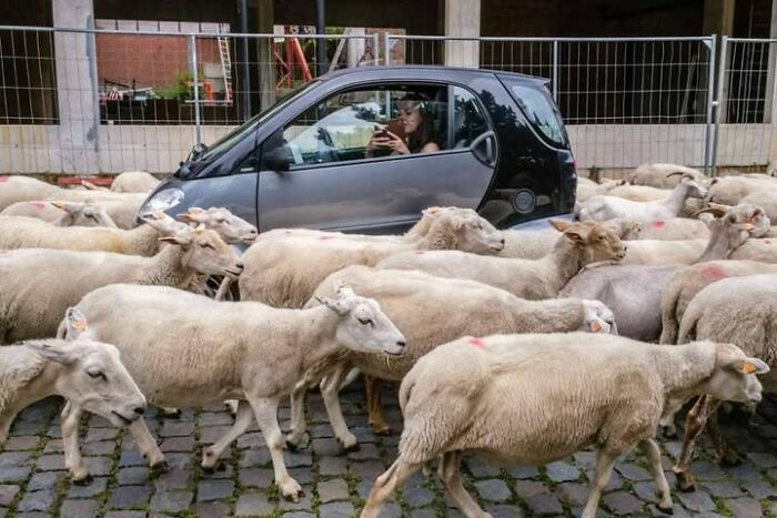 Wait, Animals Totally Crashed These Street Photos!