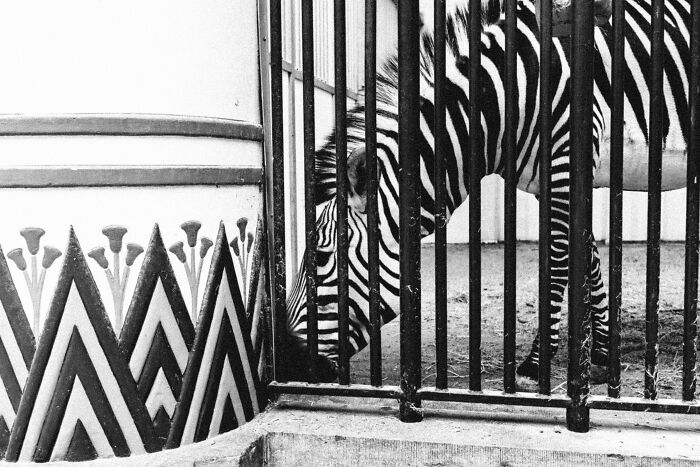 Wait, Animals Totally Crashed These Street Photos!