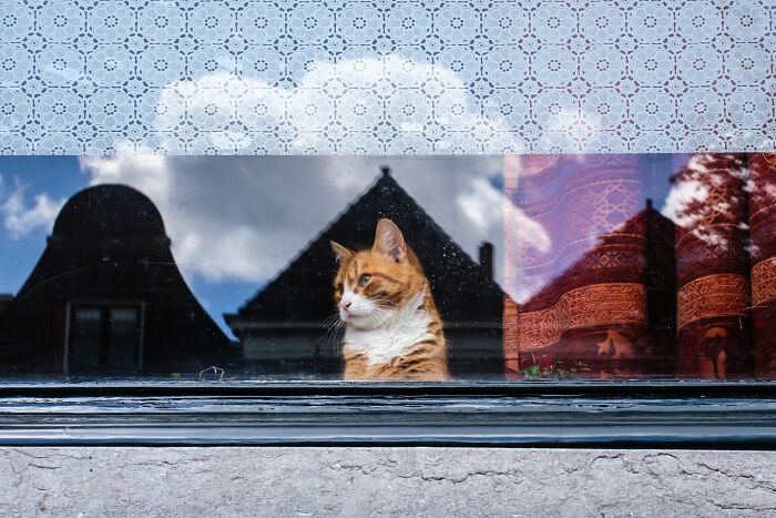 Wait, Animals Totally Crashed These Street Photos!