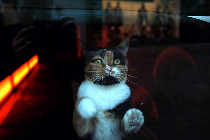 Wait, Animals Totally Crashed These Street Photos!
