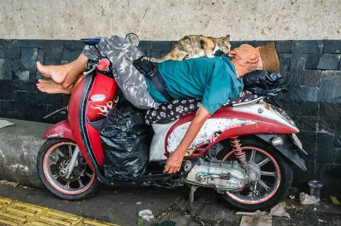 Wait, Animals Totally Crashed These Street Photos!